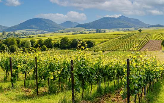 Weinlandschaft am Pfälzer Weinsteig