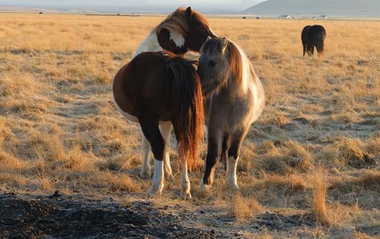 Beautiful wild horses are common in Iceland