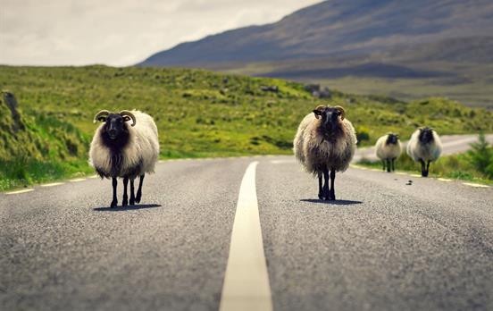 Schafe auf der Straße nah Lough Inagh, Connemara