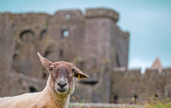 A friendly local at Blarney Castle