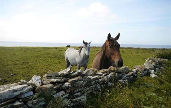 Begrüßen Sie die Einheimischen