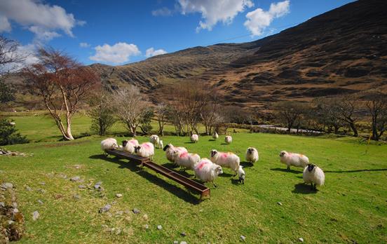 Irische Schafe auf der Weide