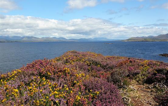 Blühendes Ginster und Heidekraut