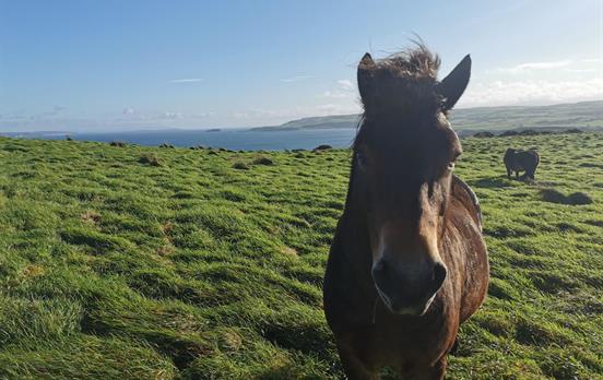 Freundliche Einheimische