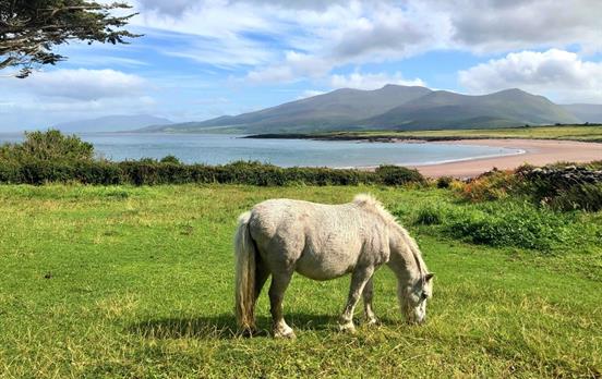 Tierische Begegnung in dem Weh nach Cloghane