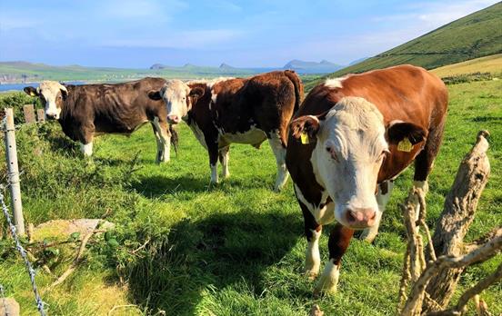 Freundliche Lokals auf den grünen Wiesen