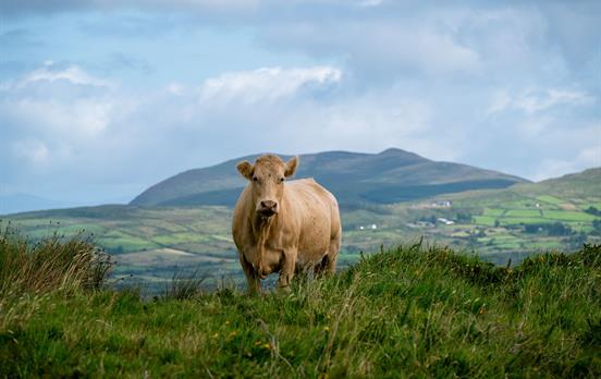 Freundliche Begleiter auif dem Kerry Way