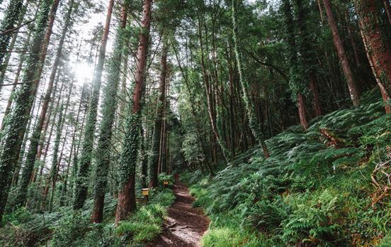 Verzauberte Wälder auf dem Kerry Way