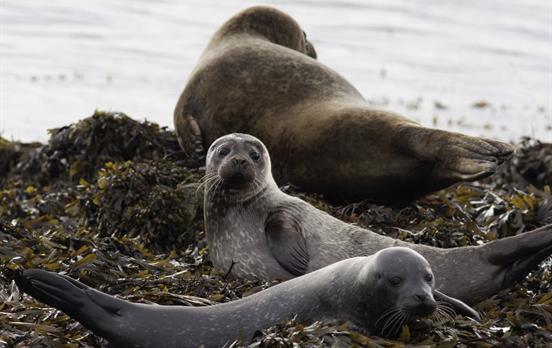 Seals in Kenmare Bay