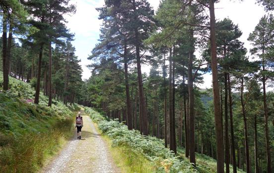 Walking through woodland