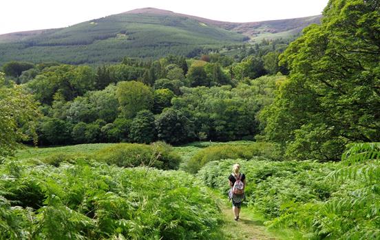 Durch grüne Wälder