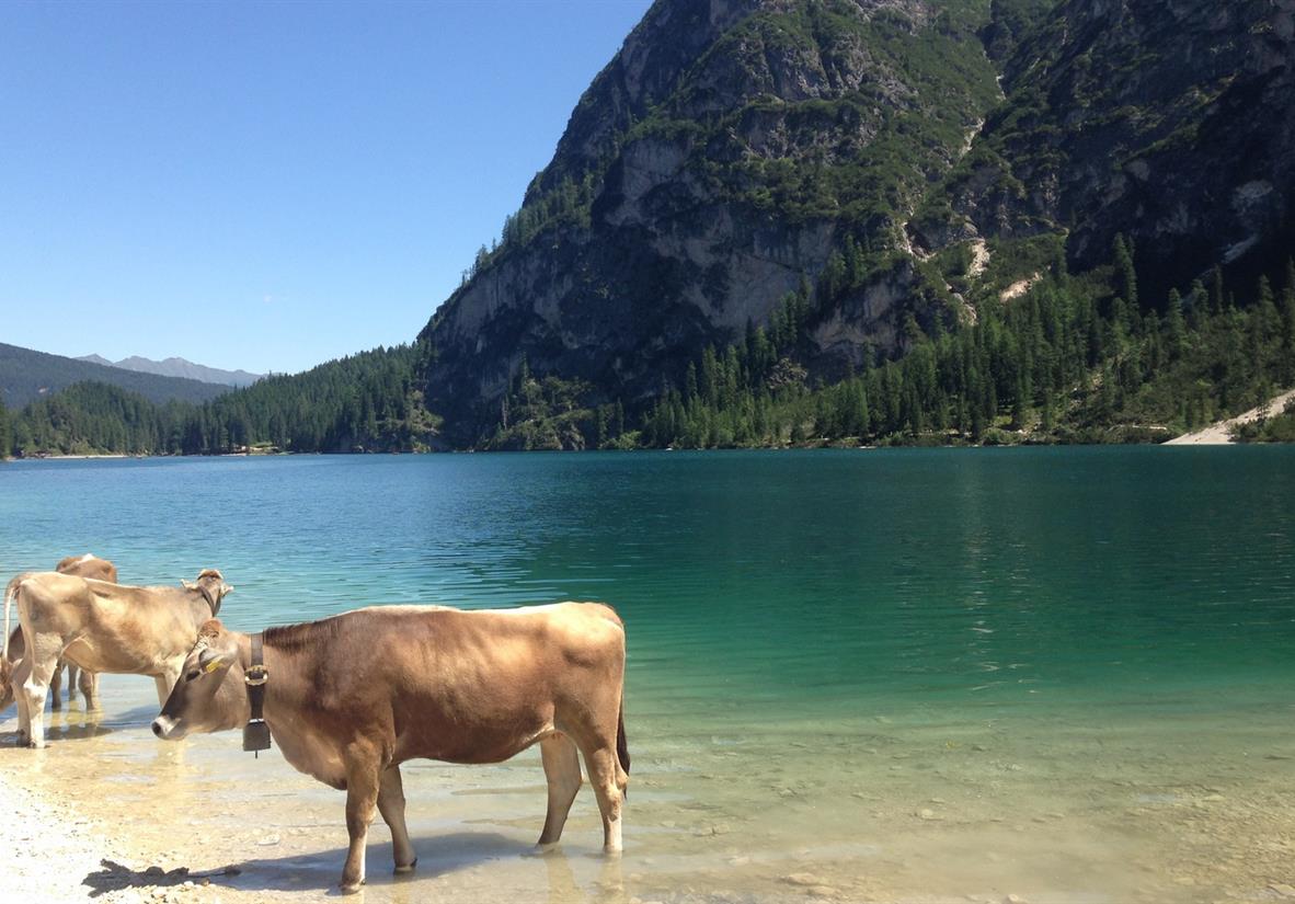Kühe baden im Pragser Wildsee
