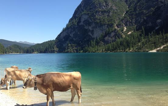Kühe baden im Pragser Wildsee