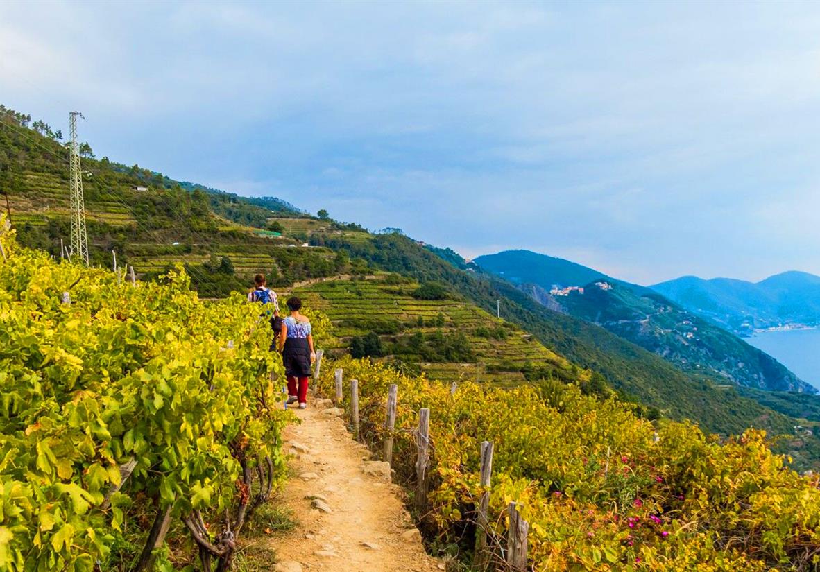 Walking among the Cinque Terre terraces