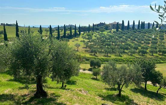 Olive groves and vineyards