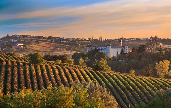 Rolling vineyards