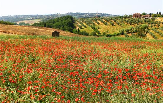 Mohnblumen im Frühjahr