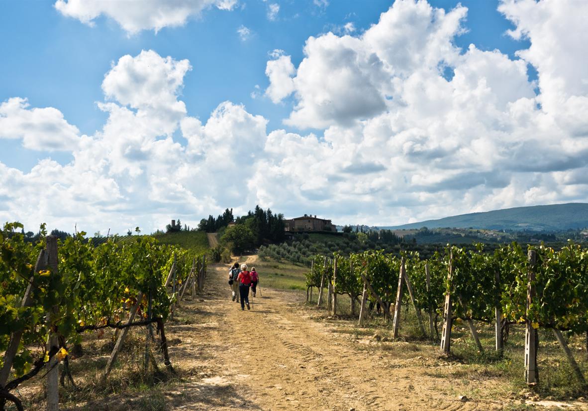 Wandern zwischen Weinreben
