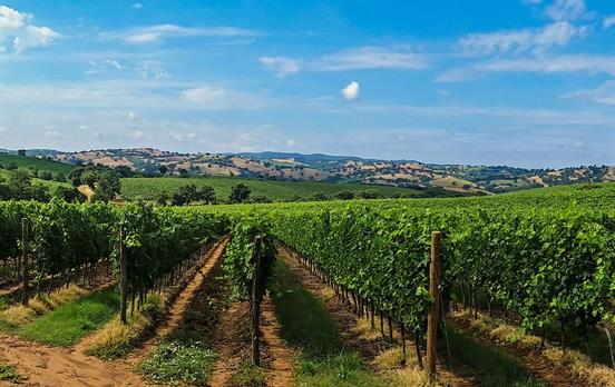 Weinberg in der Toskana