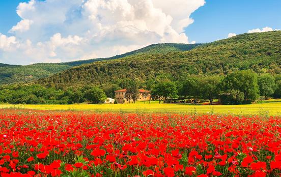 Fields of poppies