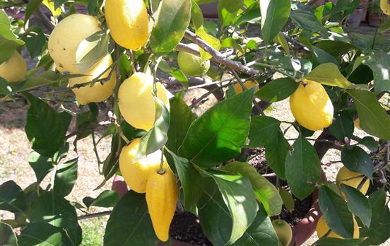 Lemon trees
