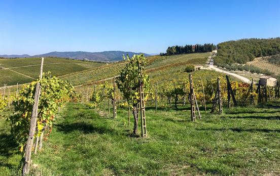 Wandern über Weinhügel