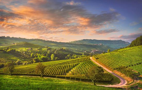 Rolling vineyard covered hills at dusk