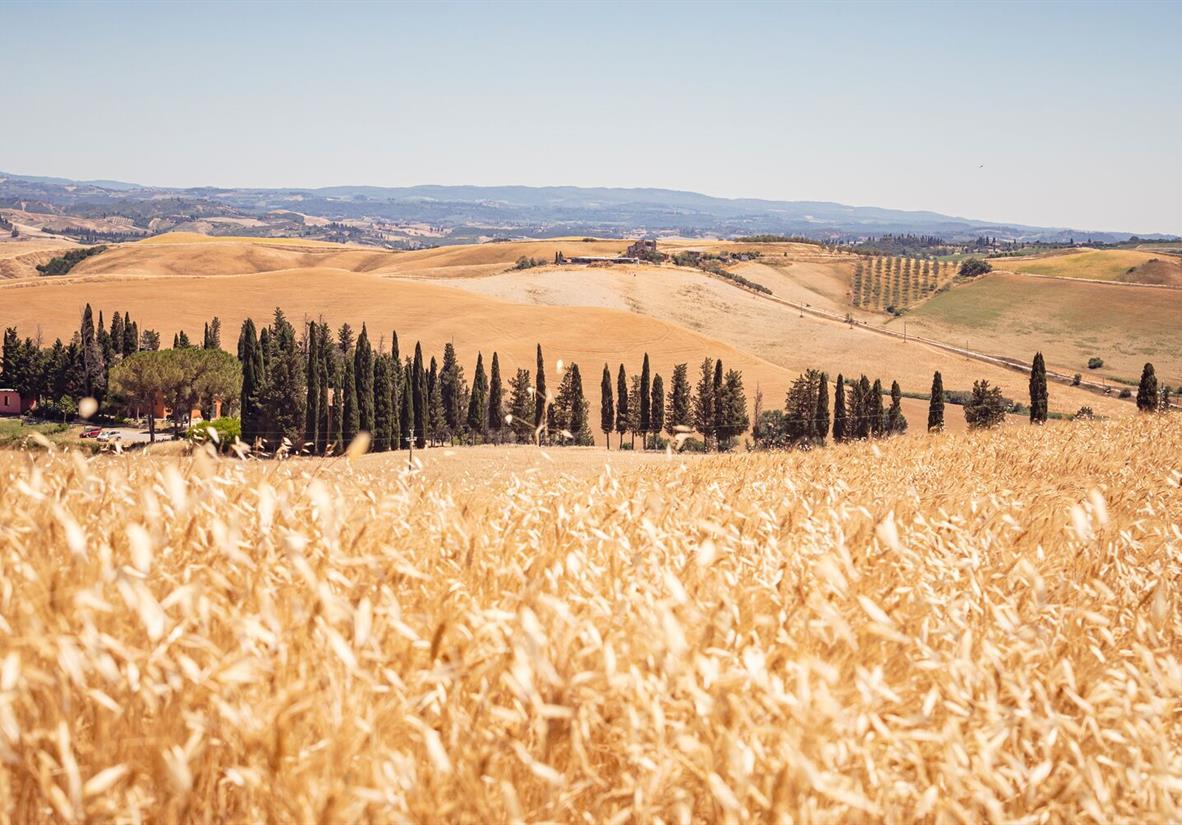 Golden wheat fields