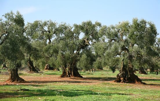 Olive trees in rural Puglia