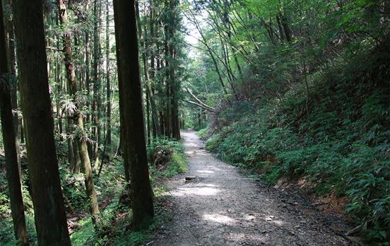 Nakasendo is perfect those who love forest walking