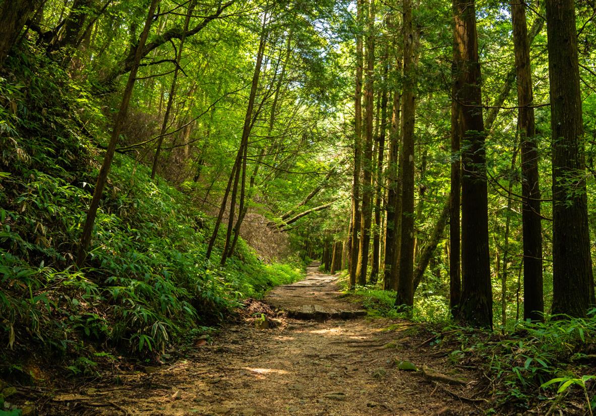 Walk through tranquil forest with gigantic trees