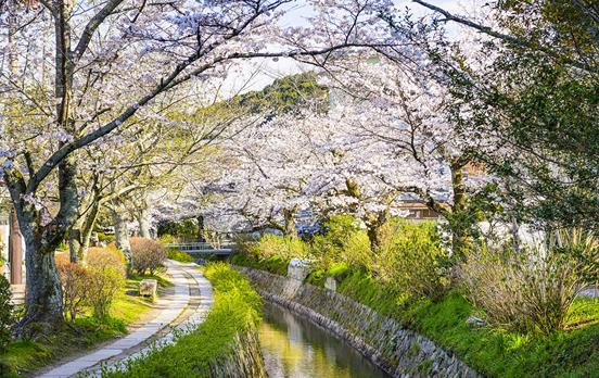 Spring is the best time to see the famous Blosssom