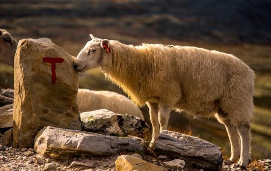 Follow the red 'T'!