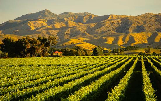 Marlborough Vineyards