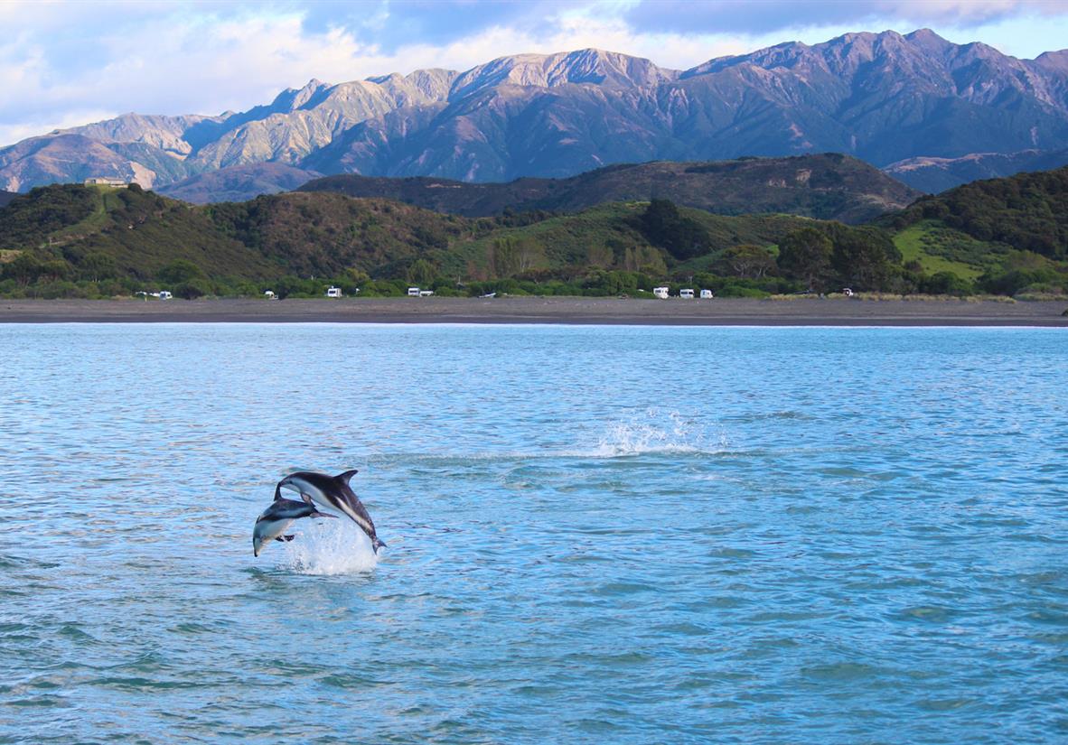 springende Delfine in Kaikoura