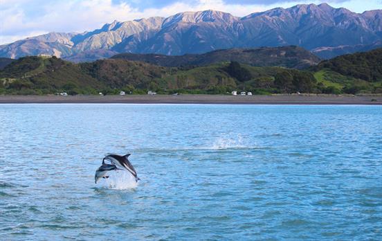 springende Delfine in Kaikoura