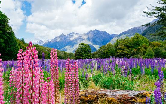 Beautiful flowers of the south island