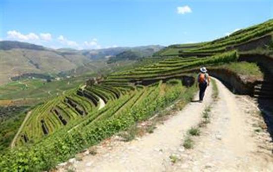 Terrassenlandschaft mit Wanderer