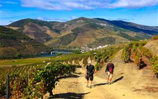 Wandern durch Weingärten