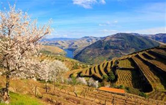 Terrassenlandschaft im Douro-Tal