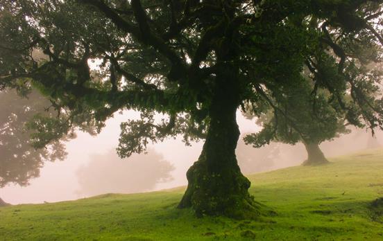 Insel der faszinierenden tropischen Vegetation