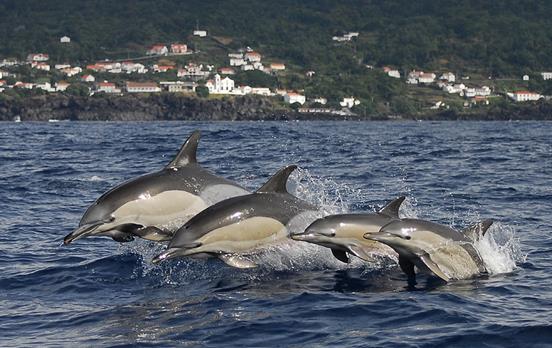 Spot dolphins and whales on a boat tour