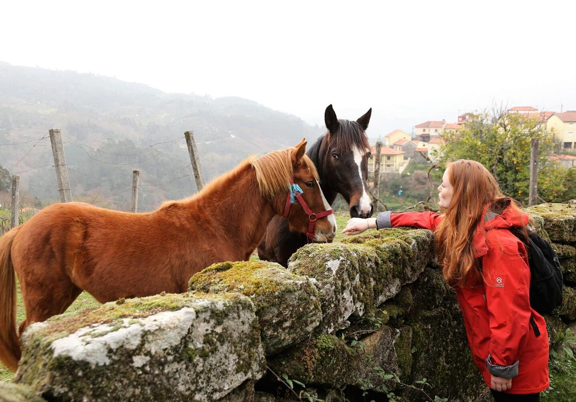 Wild horses in the national park