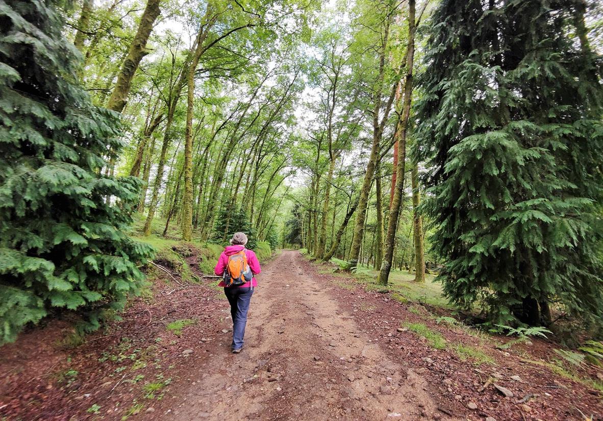 Walking through pine forests