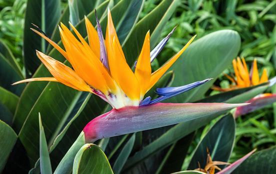 Other worldly plants and flowers