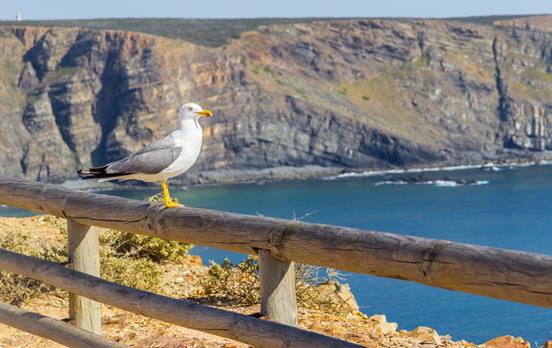 Entdecken Sie die zahlreichen Seevögel der Gegend