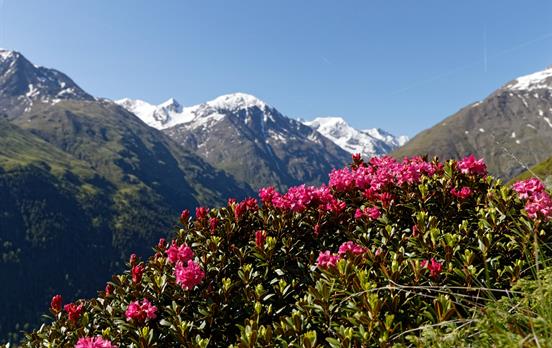 Alpenrosen ©A.Brey Ötztal Tourismus