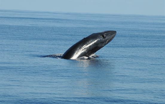 Walbeobachtungstour ©rui_romano