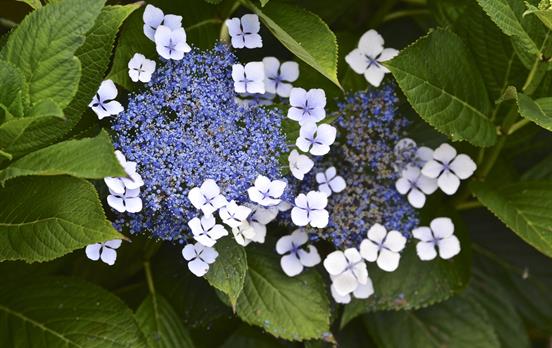 Flora auf San Miguel ©Terry