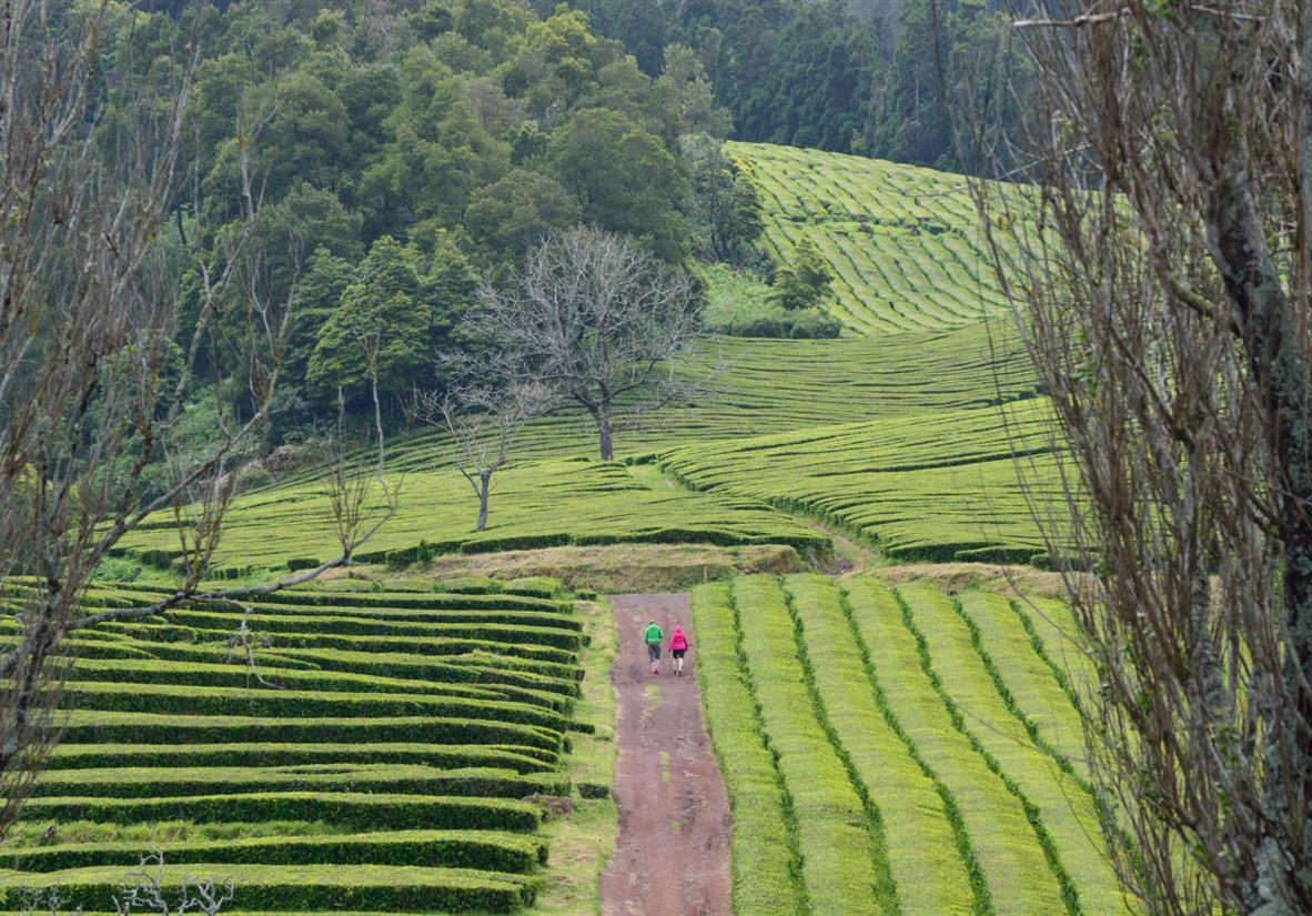Tee Plantage Wanderung ©Albapimenta